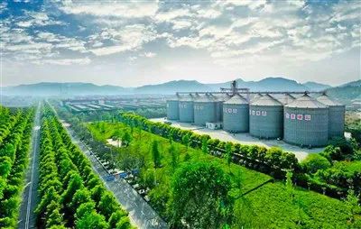 川酒第五大产区来了!看“大金花”沱牌舍得如何“绽放”