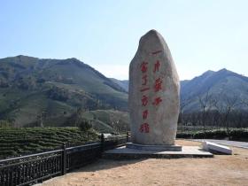 卫星新闻丨“共富茶”跨越山海助力乡村振兴