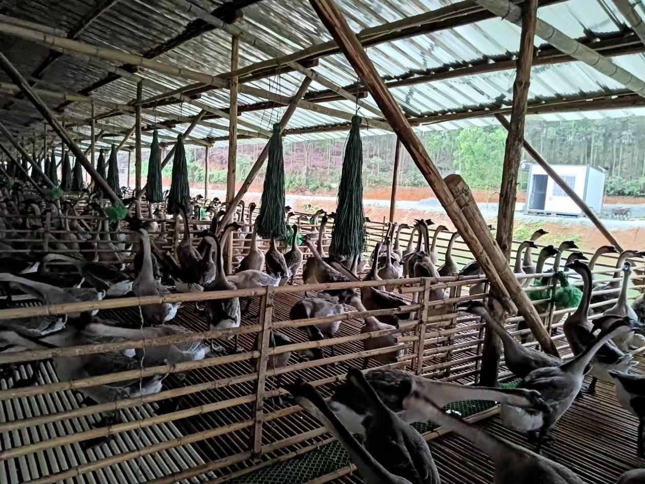 走进马冈镇，走近马冈鹅