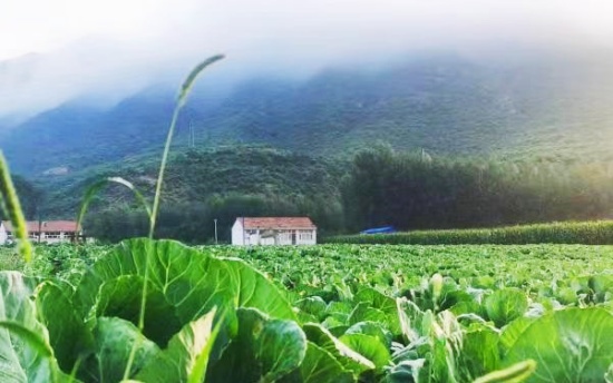 念畜牧蔬菜经 奏乡村振兴曲 工作队助力孙庄村产业发展促振兴