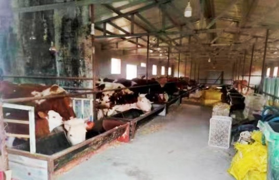 念畜牧蔬菜经 奏乡村振兴曲 工作队助力孙庄村产业发展促振兴