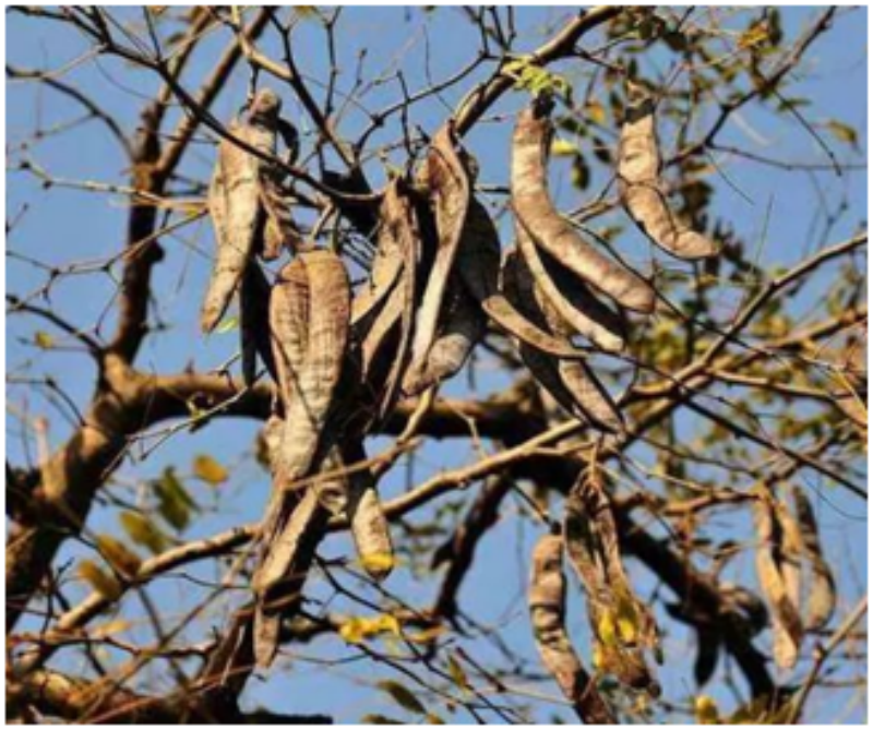 王佩良 :“肥皂”里大有学问,由中国人发明被西方人“窃取”后发扬光大