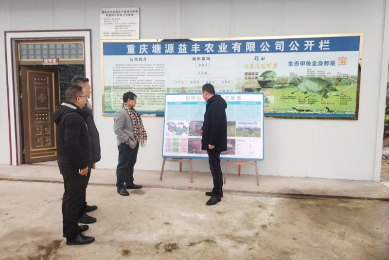 稻甲共生 滋养健康 —专家探访西南最大生态甲鱼养殖基地