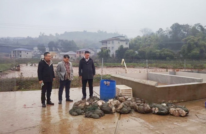 稻甲共生 滋养健康 —专家探访西南最大生态甲鱼养殖基地