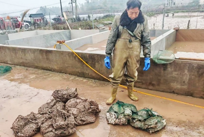 稻甲共生 滋养健康 —专家探访西南最大生态甲鱼养殖基地