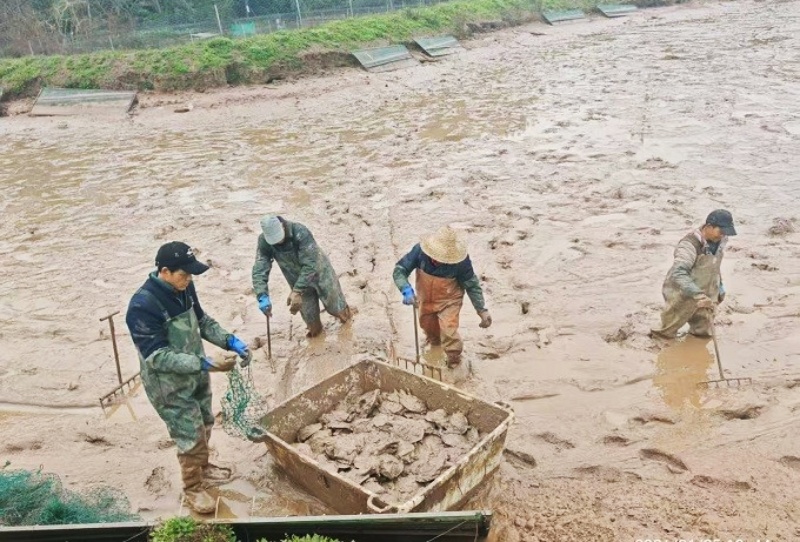 稻甲共生 滋养健康 —专家探访西南最大生态甲鱼养殖基地