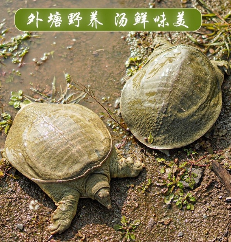 稻甲共生 滋养健康 —专家探访西南最大生态甲鱼养殖基地