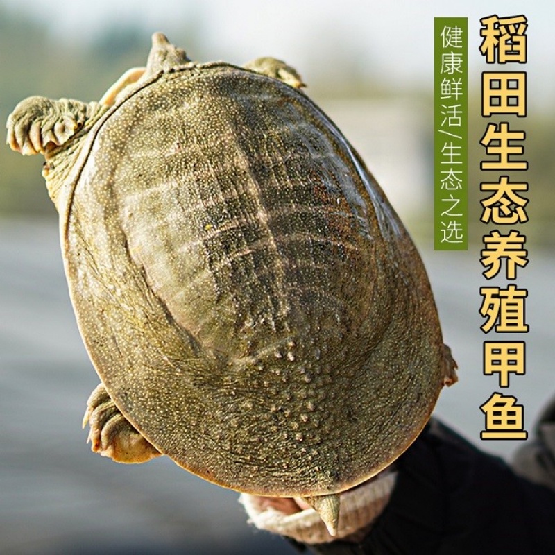 稻甲共生 滋养健康 —专家探访西南最大生态甲鱼养殖基地