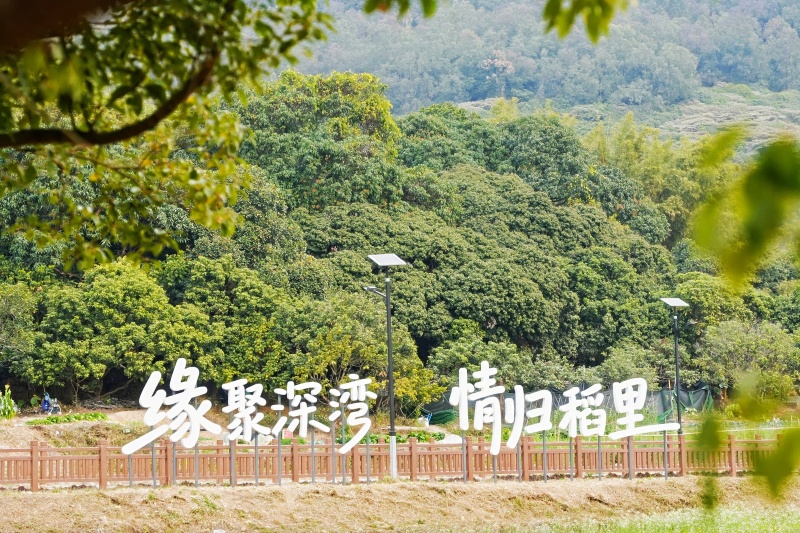 南沙“稻里·深湾”田园综合体正式启航  打造农文旅融合新标杆