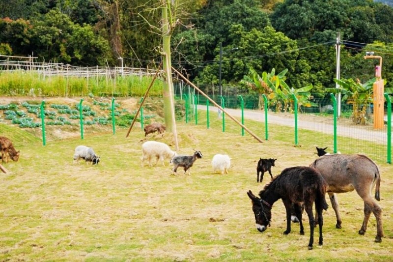 南沙“稻里·深湾”田园综合体正式启航  打造农文旅融合新标杆