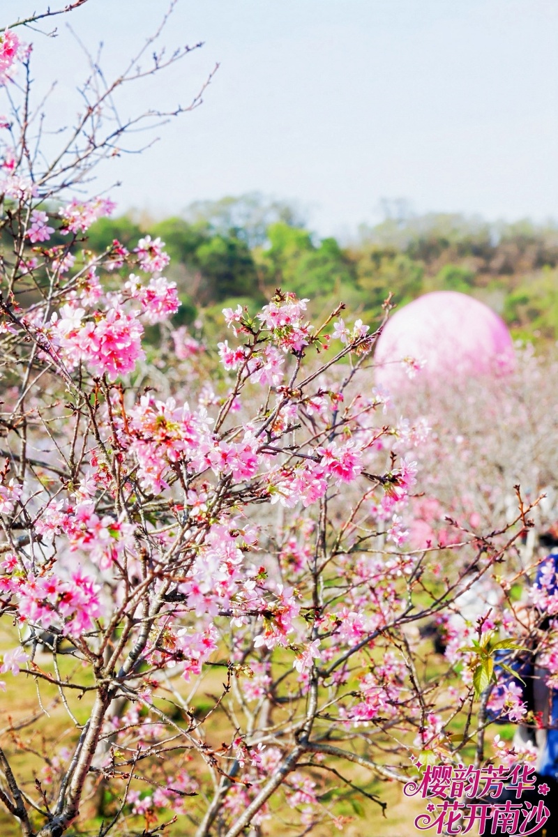 第四届南沙樱花节开幕，文旅盛会升级为 高质量发展平台