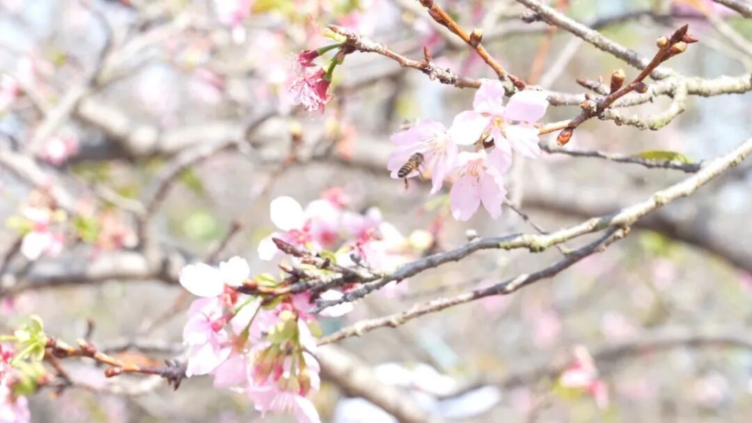 花開十八羅漢山：賞花品史，續寫粵港合作春天的故事