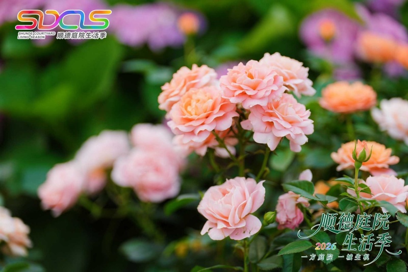 一方庭院,一城生机 | 2026顺德庭院生活季盛大启幕