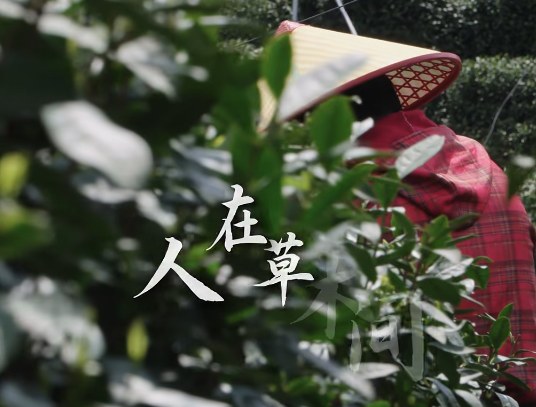 “大盛魁” 铸就 “万里茶道”,为“古丝绸之路”的“茶自由贸易”与“茶文化交流”缔造“华商旗舰品牌”