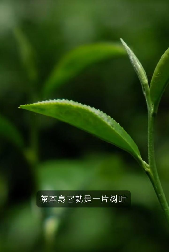“大盛魁” 铸就 “万里茶道”,为“古丝绸之路”的“茶自由贸易”与“茶文化交流”缔造“华商旗舰品牌”
