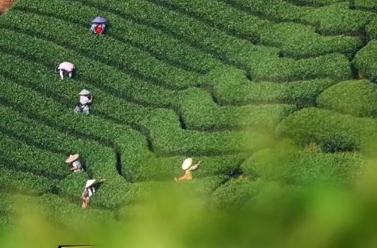 “大盛魁” 铸就 “万里茶道”,为“古丝绸之路”的“茶自由贸易”与“茶文化交流”缔造“华商旗舰品牌”