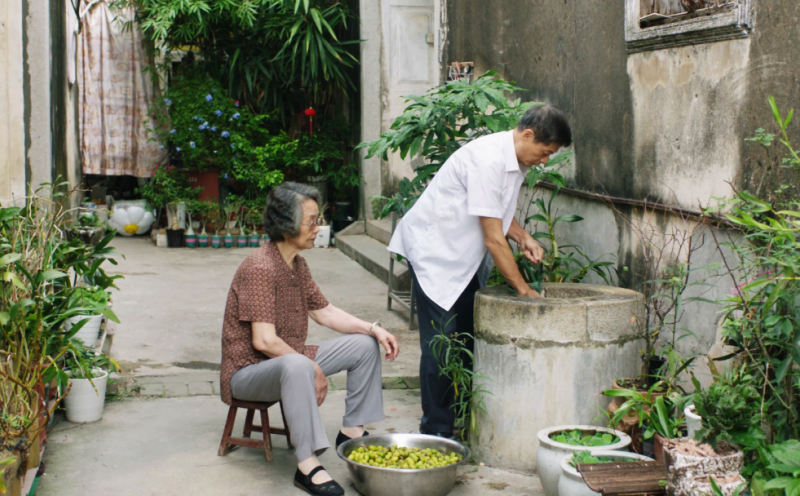 蓬盛橄榄菜：从潮汕杂咸到海外“思乡菜”｜农行汕头分行金融活水润侨乡根脉