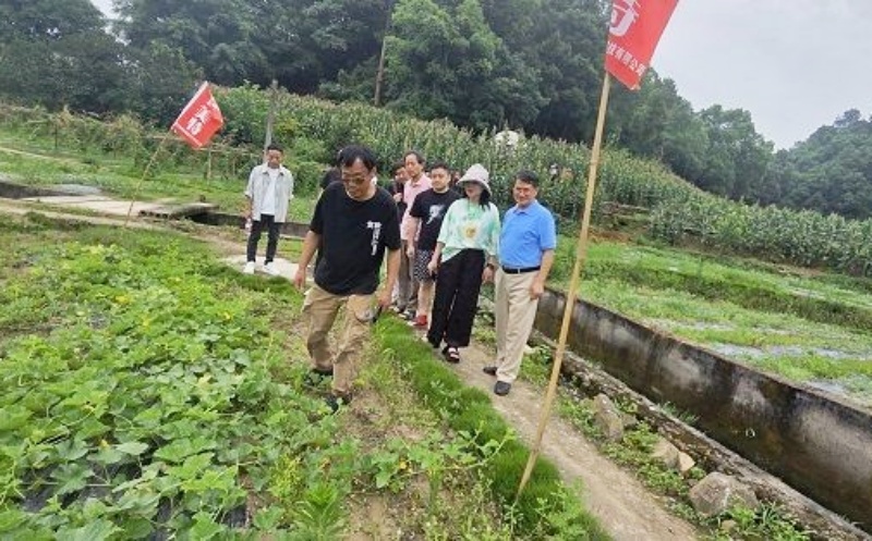 深耕绿色有机农业 共探品质发展之路—各界专家组团考察巴南区东温泉镇绿色有机蔬菜种植基地