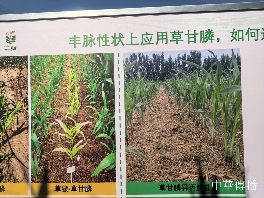 讲好中国种业故事|世界华文记者协会副主席吴颖鸿赴密云丰脉农场考察生物育种产业化